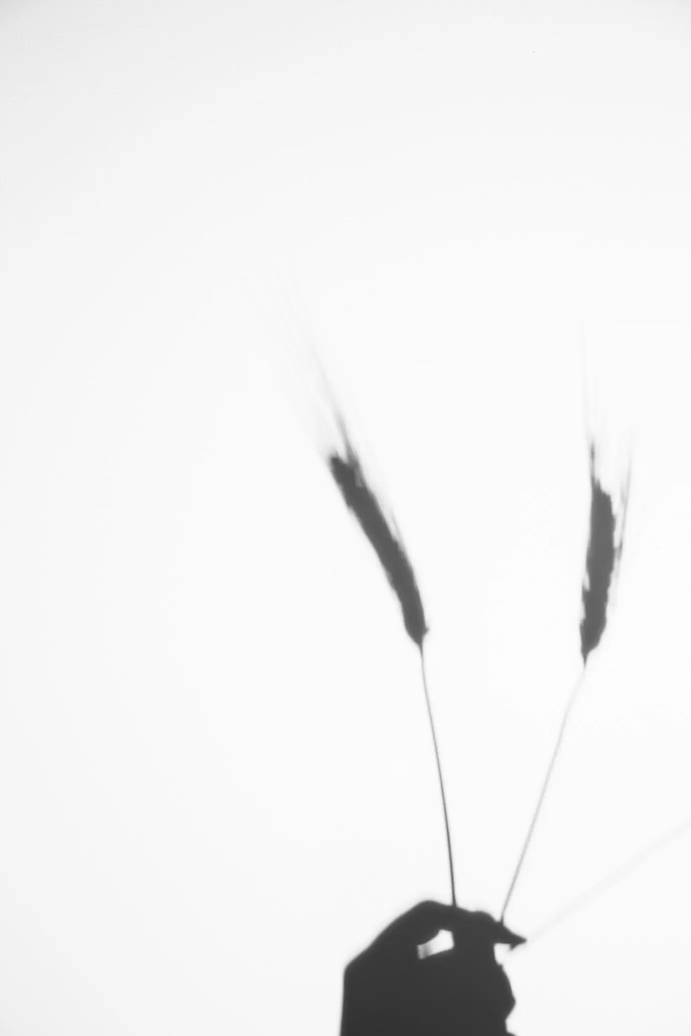 Nahaufnahme der Hand einer Person, die Weizenähren hält, vor weißem Hintergrund.